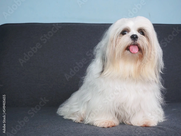 Fototapeta Fluffy white Shih Tzu dog on the sofa at home.