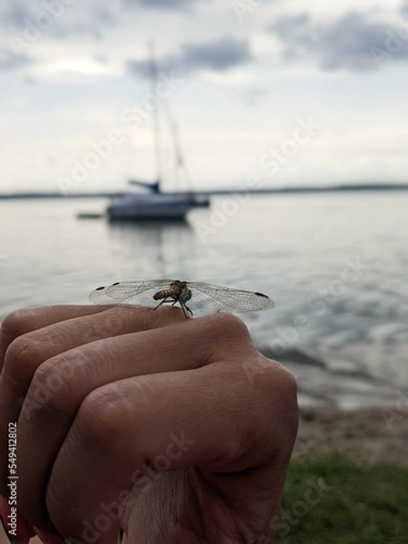 Obraz dragonfly sitting on the hand on lake and yacht background