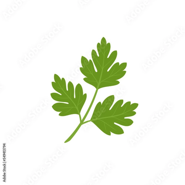 Obraz Parsley. Aromatic herb. Flat style.	