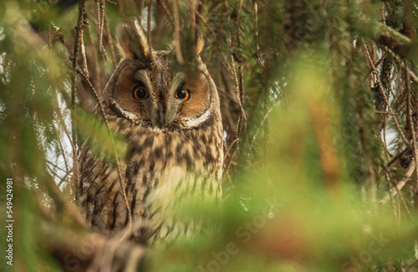 Obraz Sowa uszata - uszatka