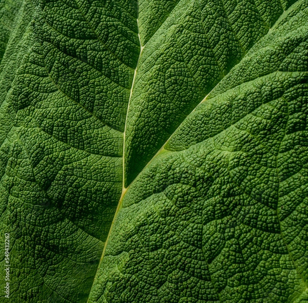 Obraz Rugged green leaf as background