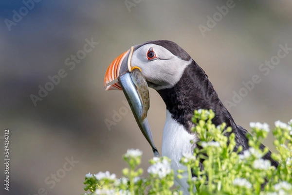 Obraz Puffin with fish