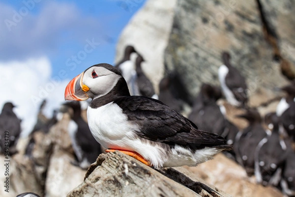 Obraz Puffin close up