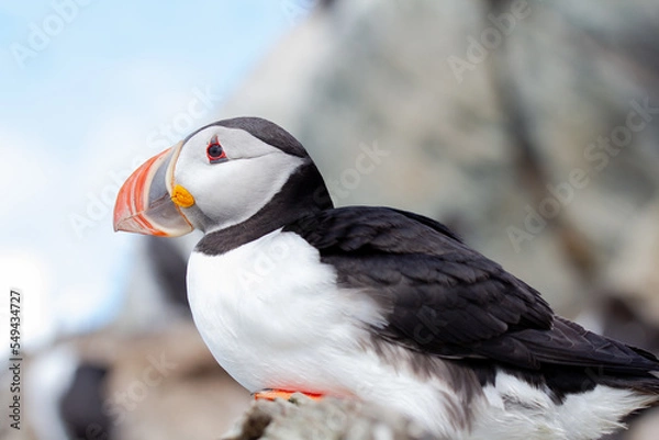 Obraz atlantic puffin bird