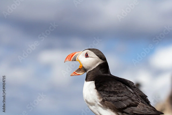 Obraz Puffin close up