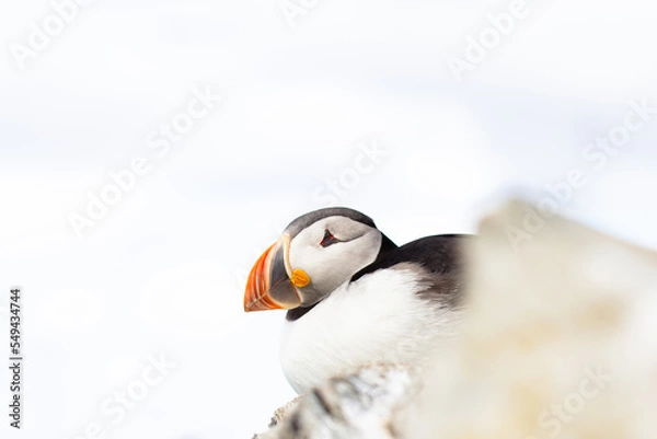 Obraz Puffin close up