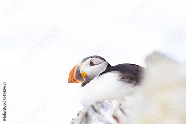 Obraz Puffin close up