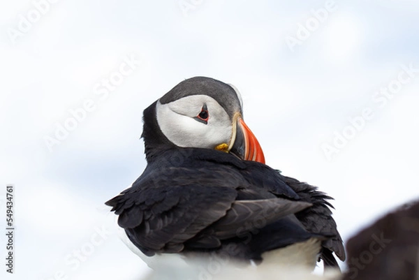 Obraz Puffin close up