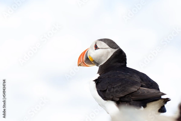 Obraz Puffin close up