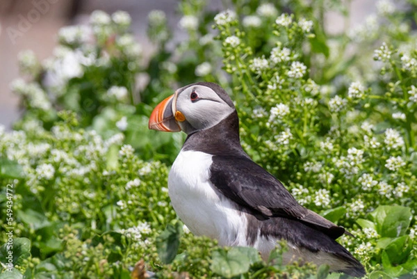 Fototapeta Puffin green
