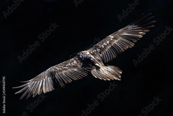 Obraz Bearded vulture