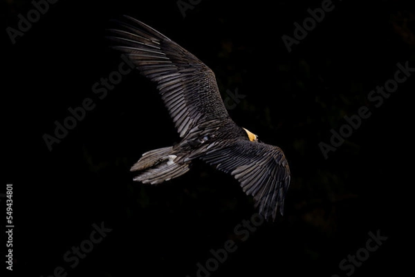 Obraz Bearded Vulture Alps