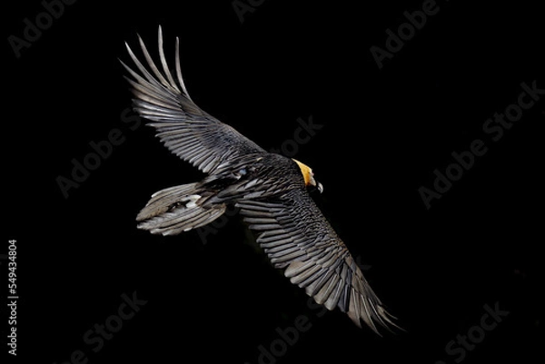 Obraz Bearded Vulture alps