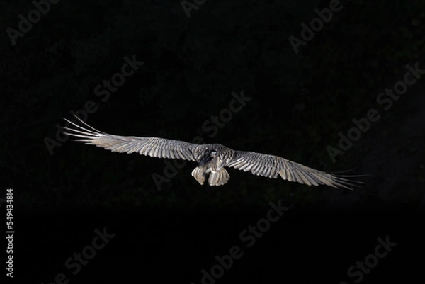 Obraz vulture in flight