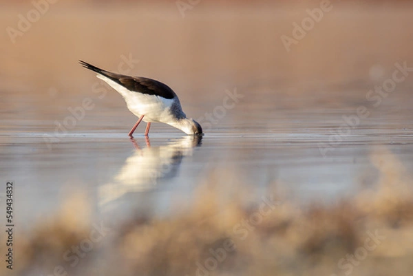 Obraz black-winged stilt
