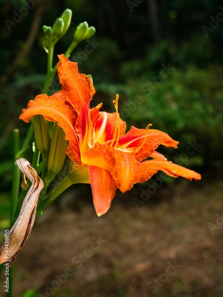 Obraz orange lily flower