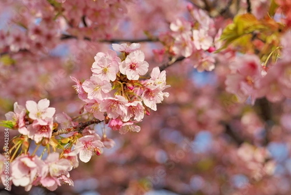 Obraz 待ち焦がれた春