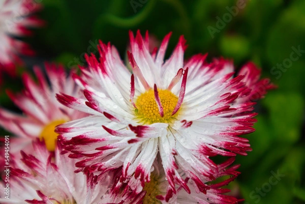 Obraz Asteraceae (Korbblütler)