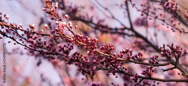 Obraz Buds on the tree in spring time
