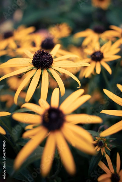 Obraz Close Up of a bunch of yellow gerberas with a round convex center of fine stems.