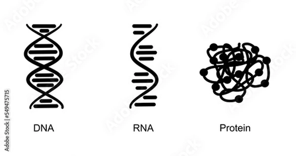 Fototapeta The molecular biology in icon concept : DNA, RNA and Protein