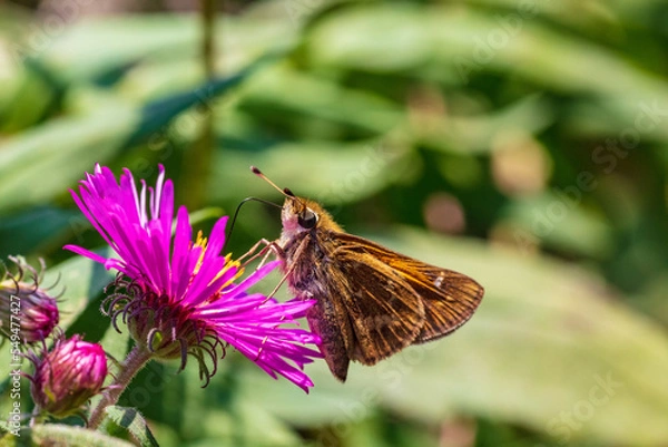 Fototapeta Macro close-up Skipper butterfly on pink flower