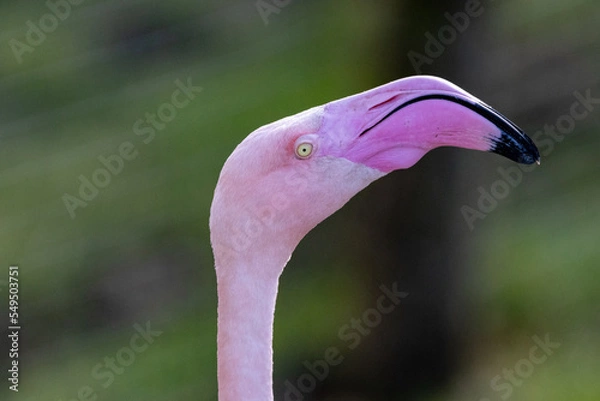 Obraz flamingo