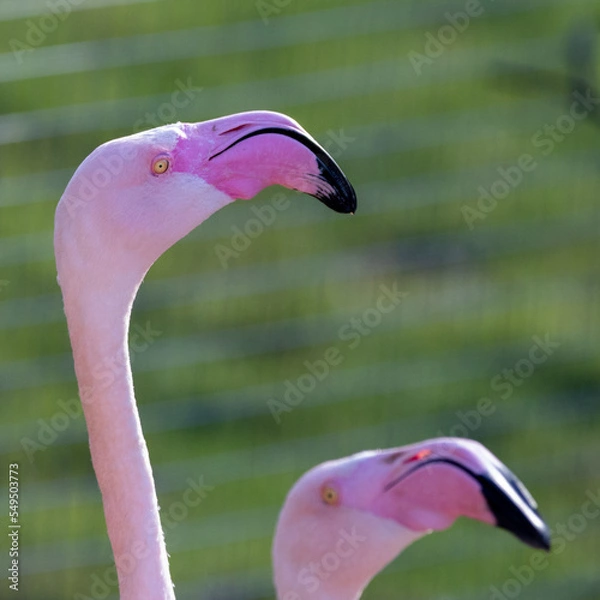 Obraz flamingo