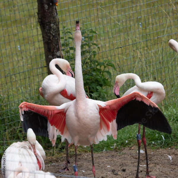 Obraz flamingo