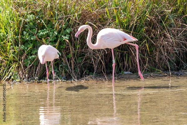 Obraz flamingo