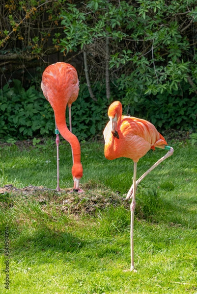 Obraz flamingo