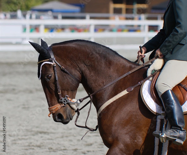 Obraz Ready to Compete