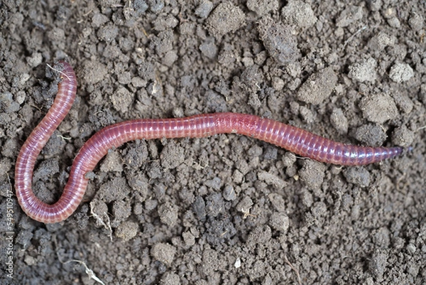Fototapeta earthworm for catching fish on the soil close-up