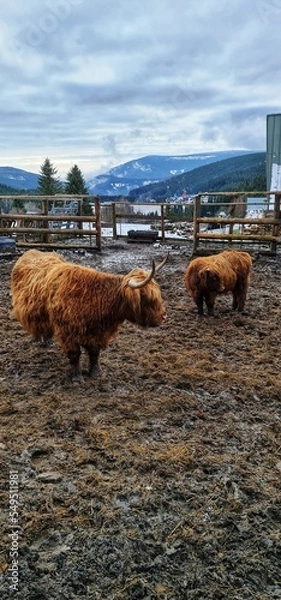 Obraz cows on the beach