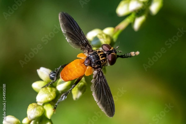 Fototapeta A Swift Feather-legged Fly (Trichopoda pennipes), a beneficial parasitoid and predatory insect. Raleigh, North Carolina.