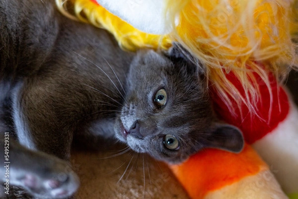 Fototapeta Gray smooth-haired beautiful cat. Breed Russian blue cat. Little kitty