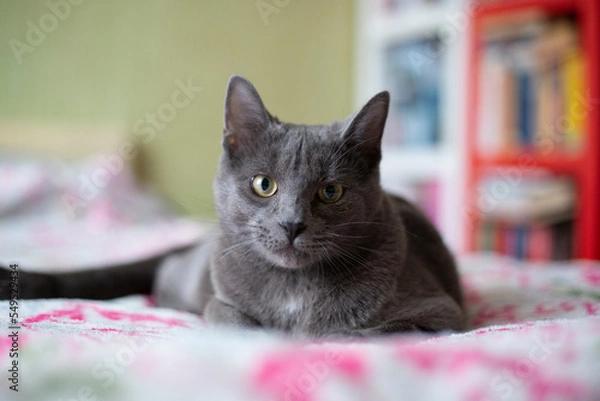 Fototapeta Gray smooth-haired beautiful cat. Breed Russian blue cat.