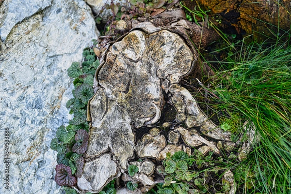 Fototapeta Baumstumpf mit schöner Struktur an der Schnittstelle Schnittfläche an einem Fels mit gras und moos