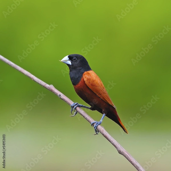 Obraz Chestnut Munia