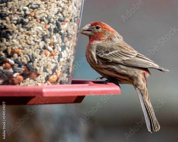 Obraz Purple finch Perched at a birdfeeder.