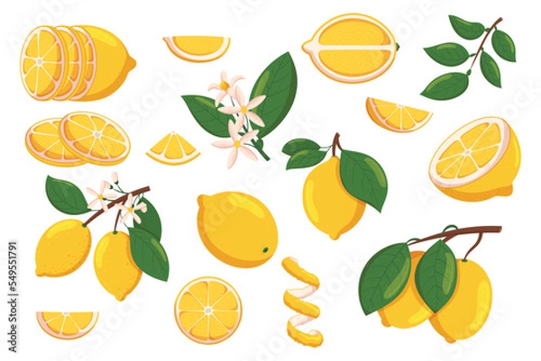 Fototapeta Set of Lemons, Sliced and Whole Citrus Fruits, Blooming Flowers, Branches with Leaves, Pieces and Rings, Peel Spiral