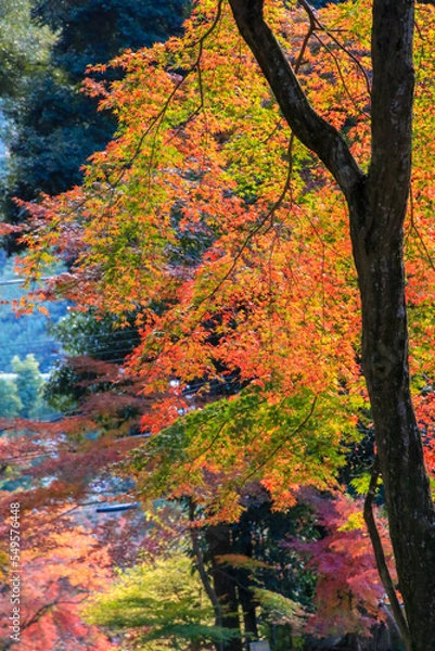 Fototapeta 興聖寺