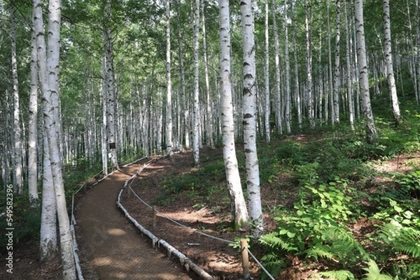 Fototapeta 식물 - 자작나무 숲