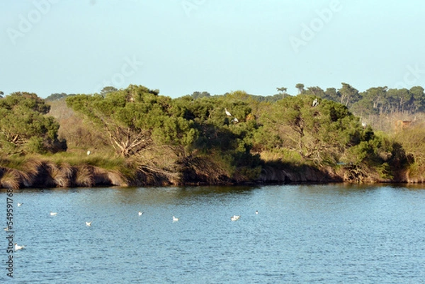 Fototapeta domaine de Certes
