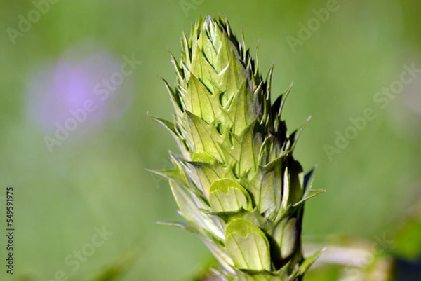 Obraz domaine de Certes