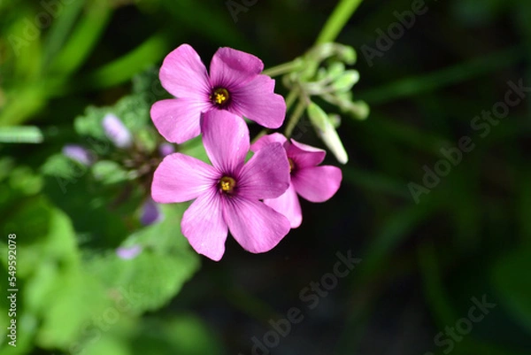 Obraz domaine de Certes