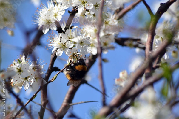 Obraz domaine de Certes