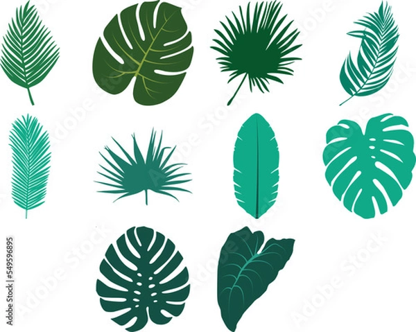 Fototapeta Various jungle foliage, tropical vector leaves. Monstera and palm leaves.