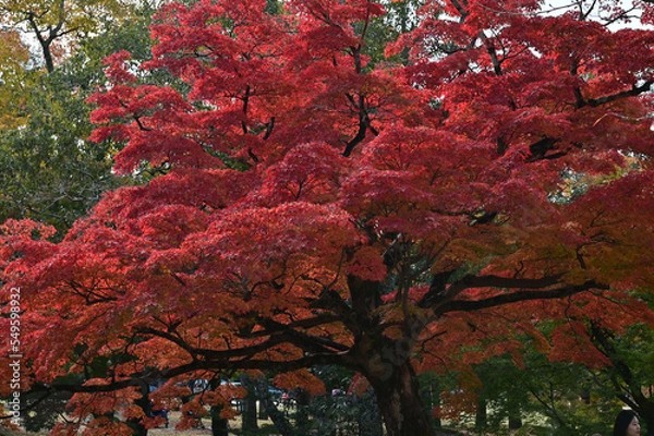 Fototapeta 奈良公園の紅葉