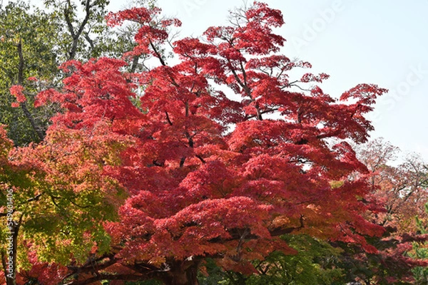 Obraz red maple tree in Nara Park